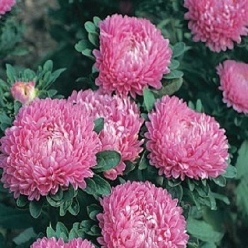 100 Aster Seeds Callistephus Dwarf Milady Rose FLOWER SEEDS