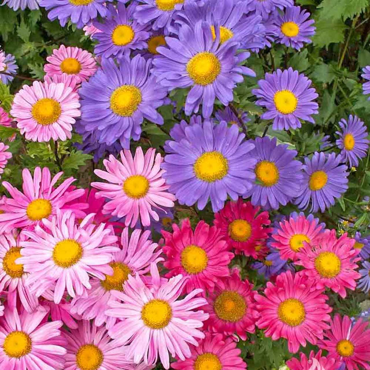 Single Mix China Aster Seeds, Beautiful Daisy Like, FREE SHIPPING