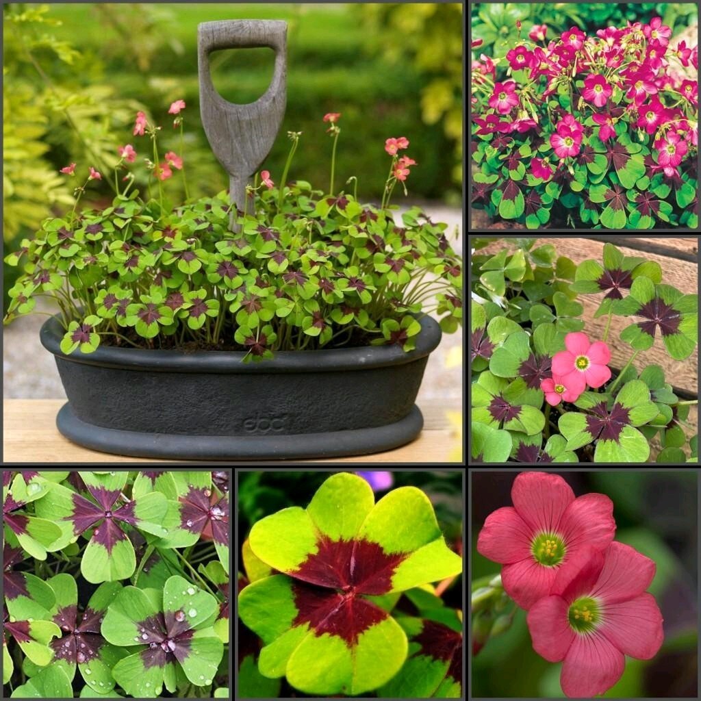 Pack of 15 Gorgeous Iron Cross Shamrock Oxalis Tetraphylla Bulbs