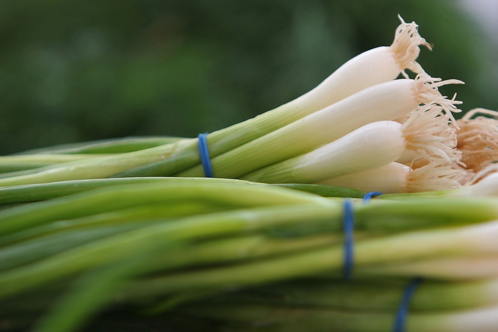 200+ Onion Seeds- Scallions- White Bunching Southport- $1.69 Max Shipping