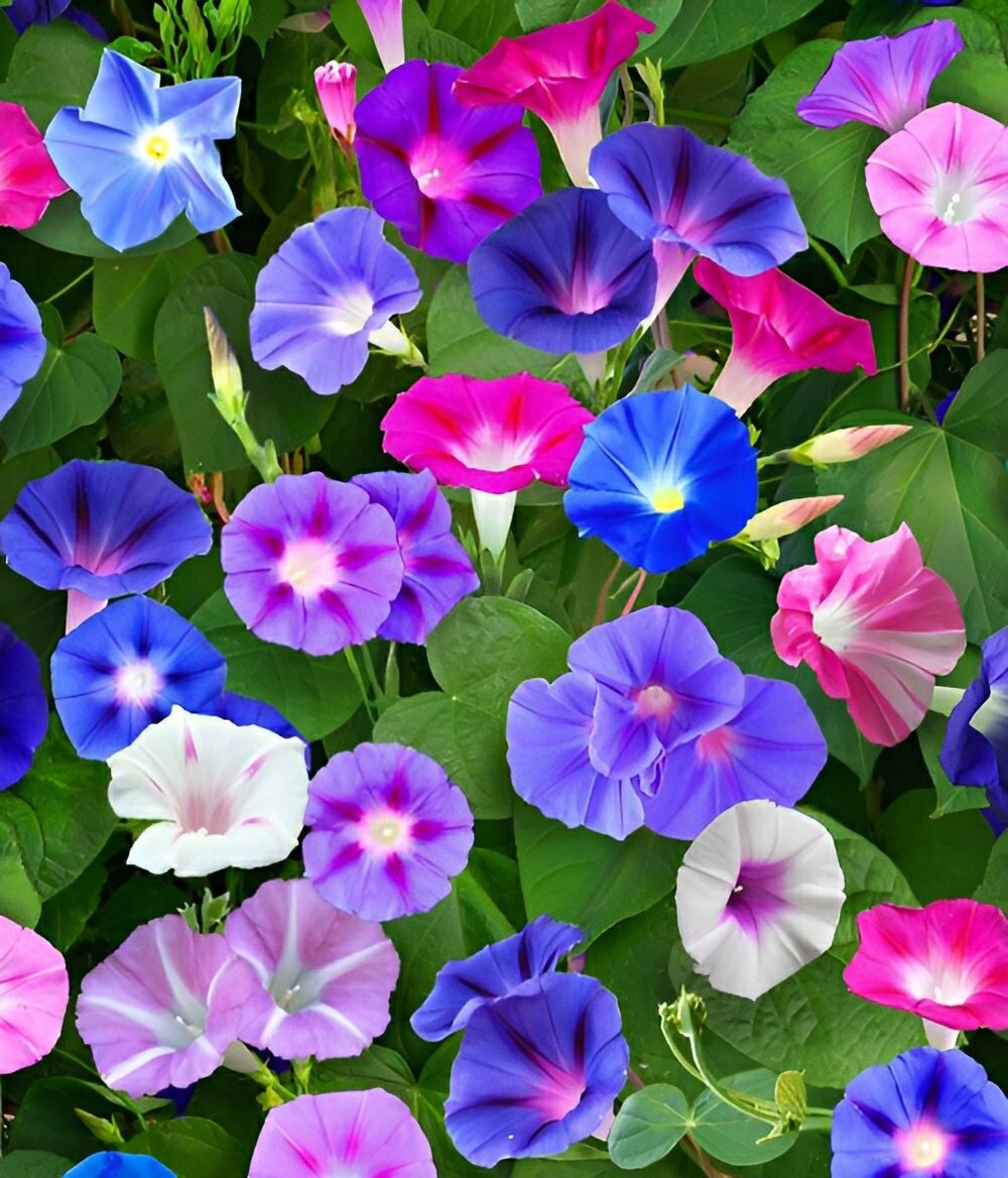 LOVELY Morning Glory Mix | Ipomoea purpurea | 25+ SEEDS