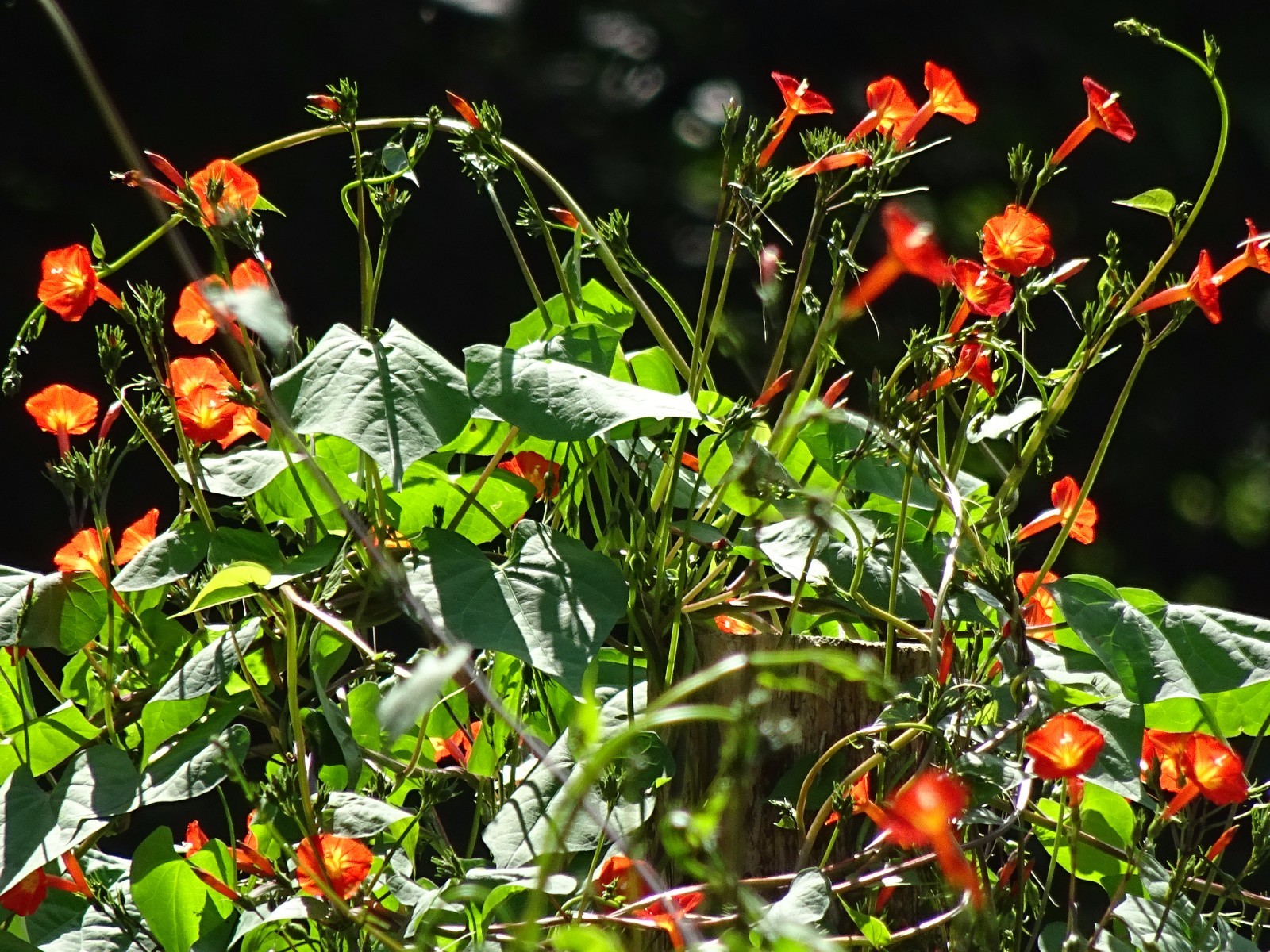 Native Morning Glory Ipomoea Coccinea ORANGE NOAH Hummingbird Vine Seeds 2023