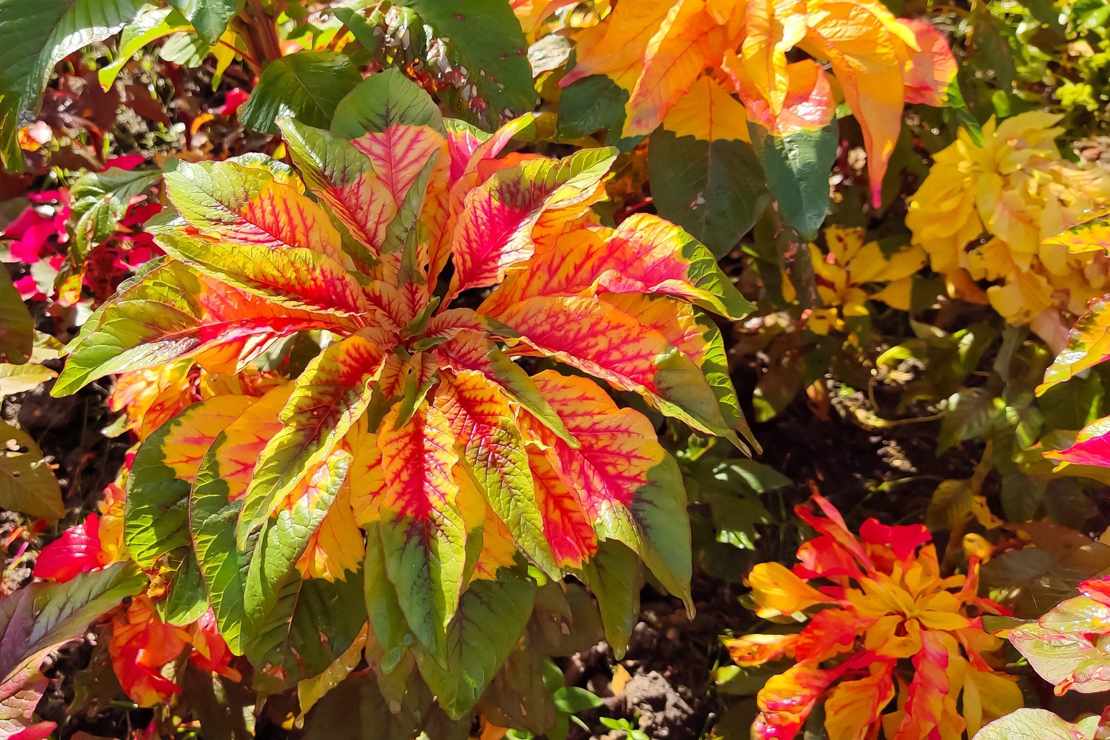 150 TRICOLOR AMARANTHUS PERFECTA Summer Poinsettia Amaranth Flower Seeds *CombSH