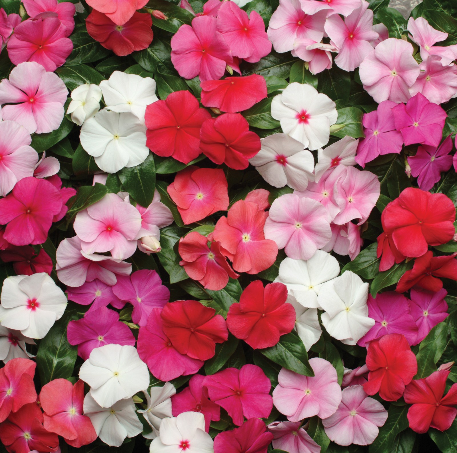 100 Seeds Drought Tolerant Periwinkle Flower Seed & Ground Cover Plant Mix