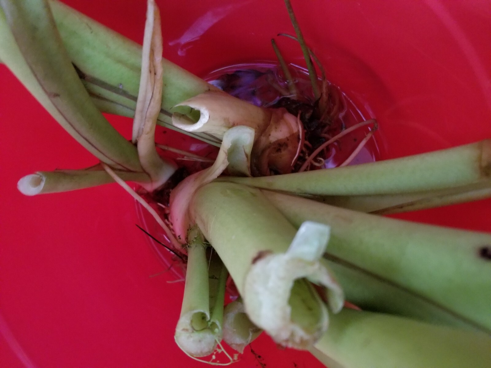 elephant ear bulbs or taro of sort (unknown variety) lot of 2 bulbs for good