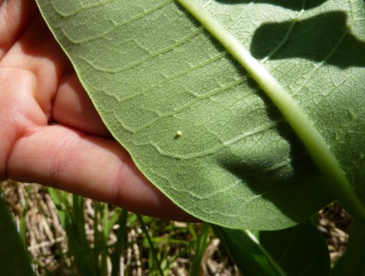 Common Milkweed Seeds 4 oz 1/4 pound Asclepias syriaca native wildflower monarch