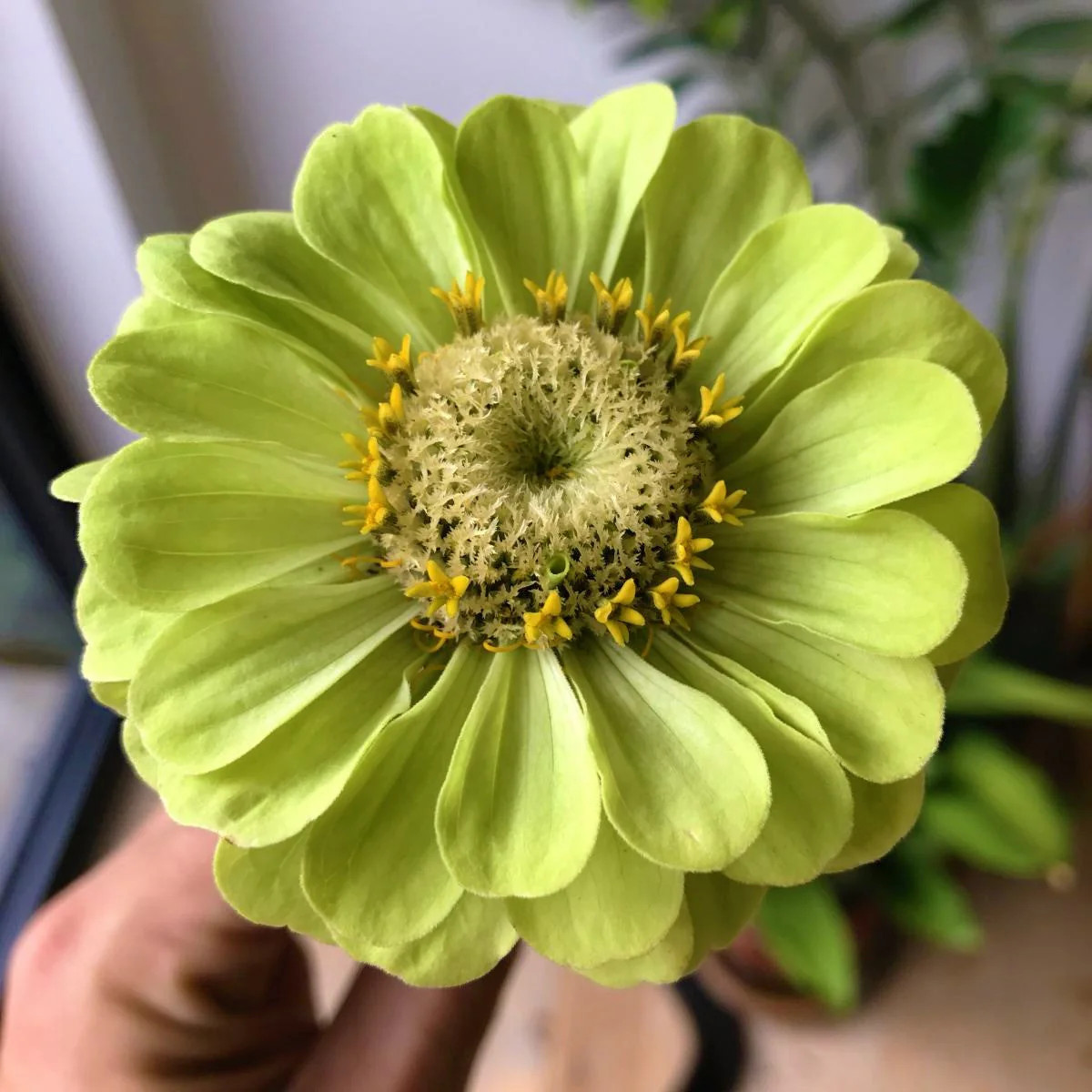 Envy Lime Green Zinnia Seeds | Double Blooms Cut and Come Again Flower Seed 2024