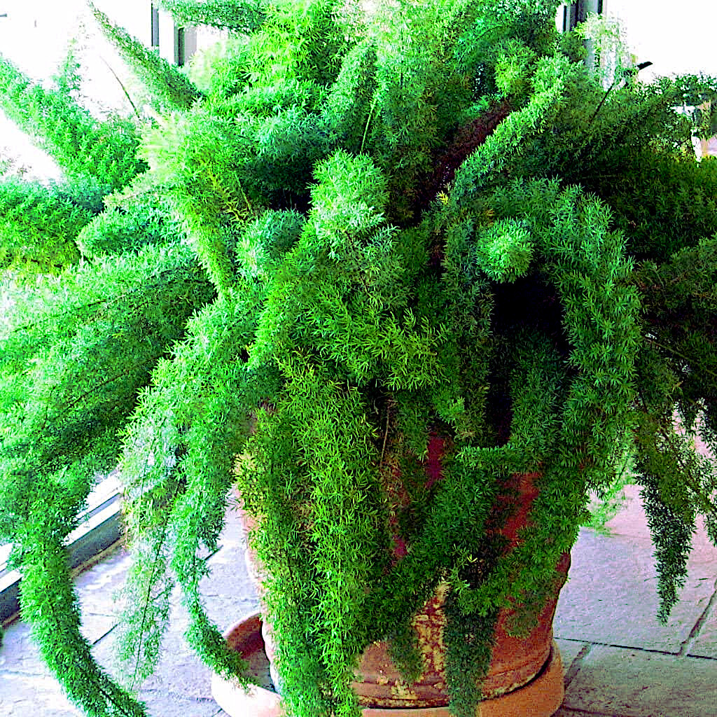 20 ASPARAGUS FOXTAIL FERN Seeds Myers Houseplant Tropical Flower Garden RARE!
