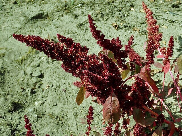 Amaranthus cruentus | Blood Amaranth | 100 Seeds