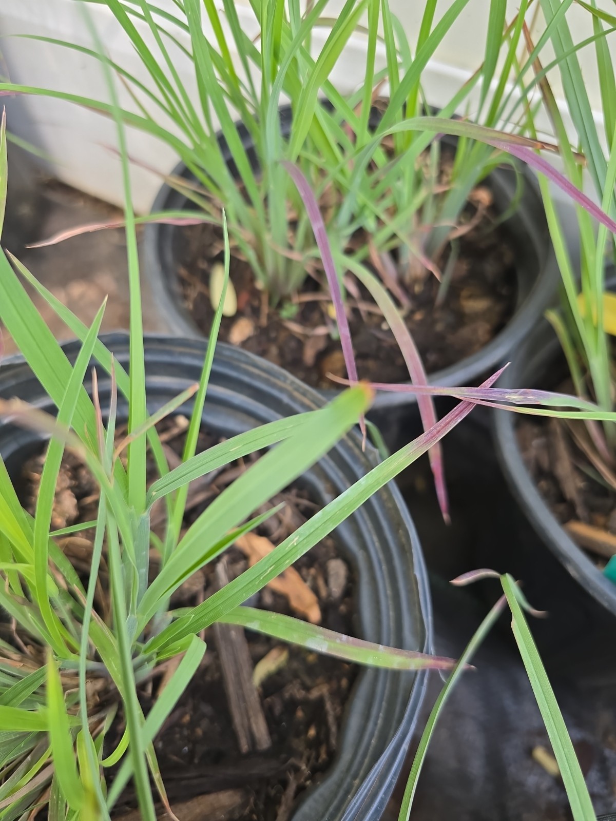 Schizachyrium Little Bluestem LIVE 1G Ornamental Grass ‘Standing Ovation’ WOW!