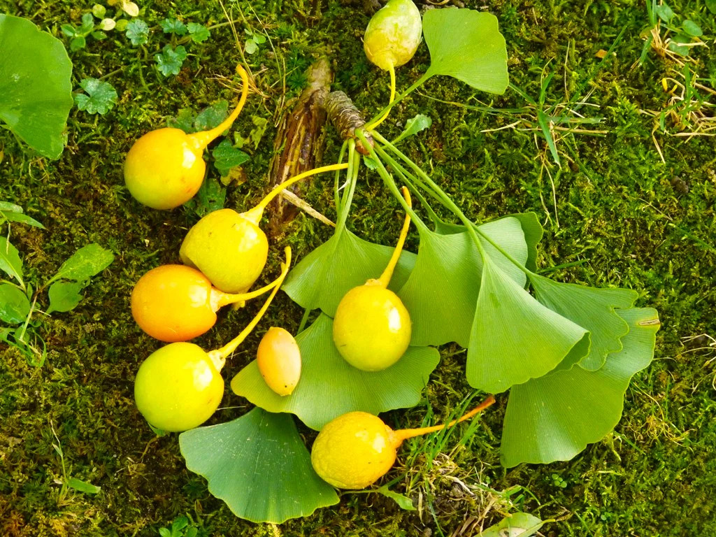 Ginkgo Biloba Tree Seeds | Maidenhair Nuts Perennial Seed For 2024 Fast Shipping