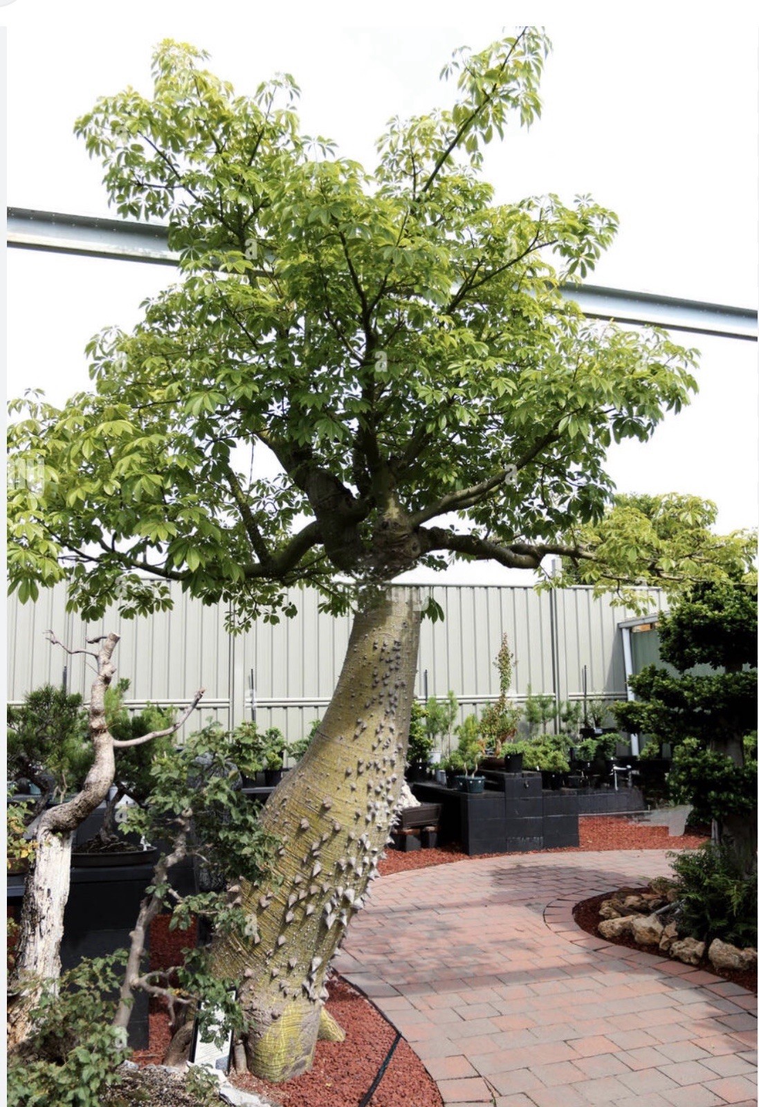 Pink Silk Floss Tree-Ceiba specios-Rare Tree! Beautiful Orchid Like Blooms!