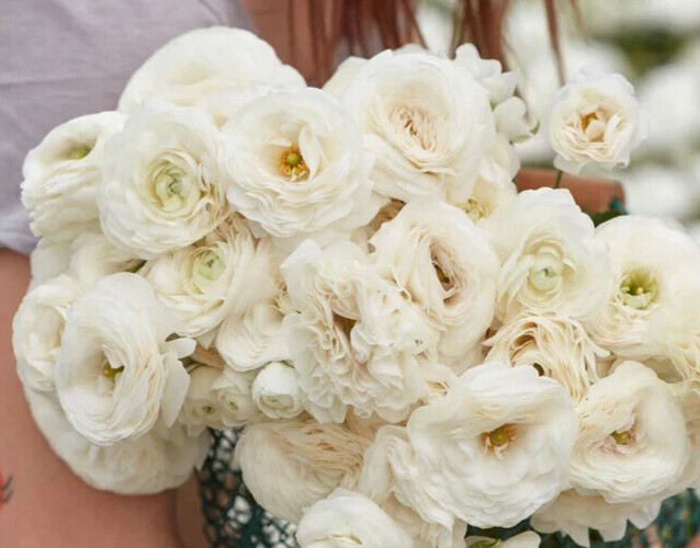 25 White Ranunculus Bulbs Peony Rose look Cut Flowers Buttercup Florist Wedding