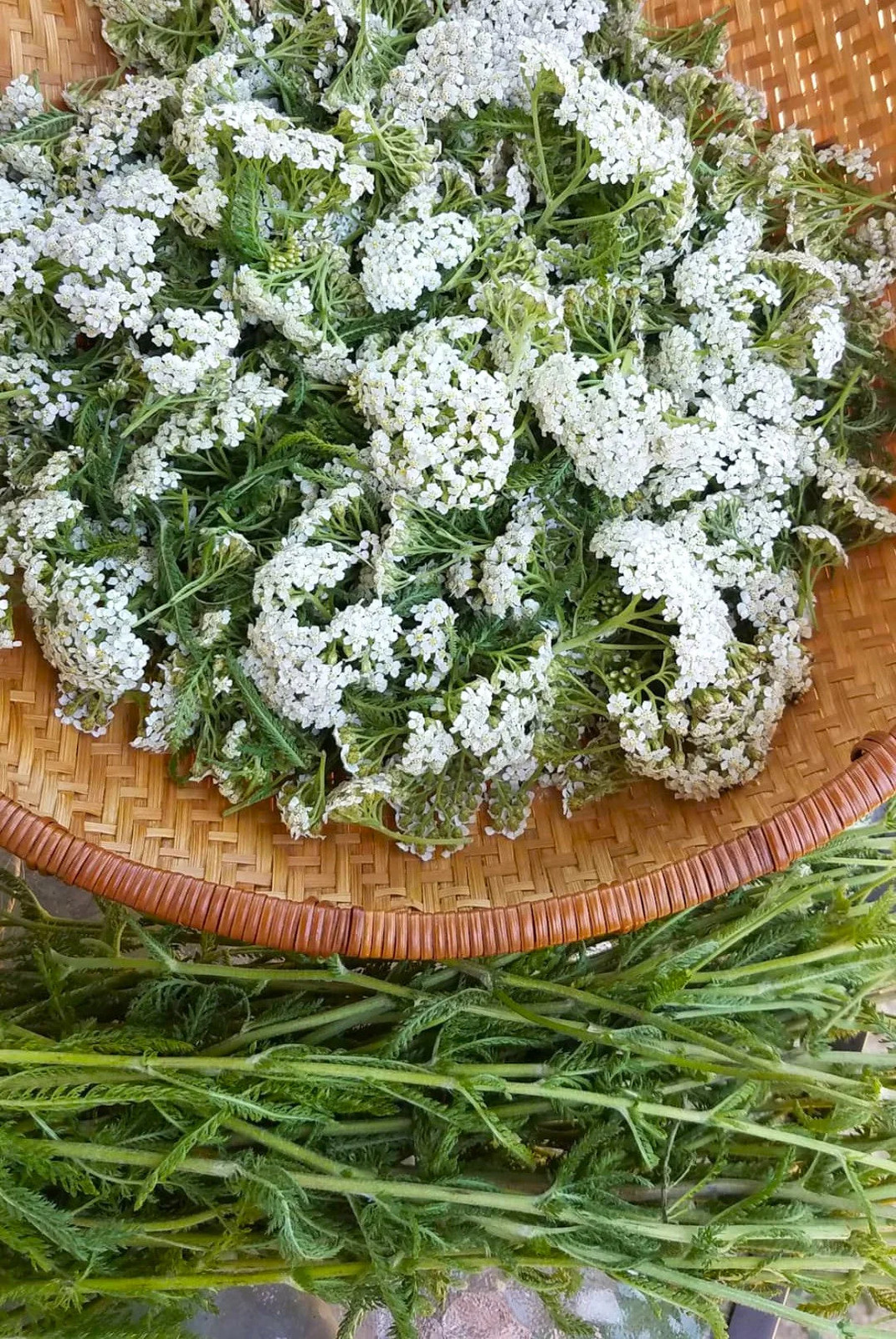 White Yarrow Seeds | Achillea Millefolium Milfoil Flower Seed 2024 Fast Shipping