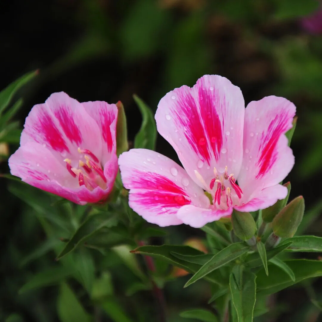 Farewell to Spring Seeds, Clarkia, Godetia, Gorgeous Pink Wildflower, FREE SHIP