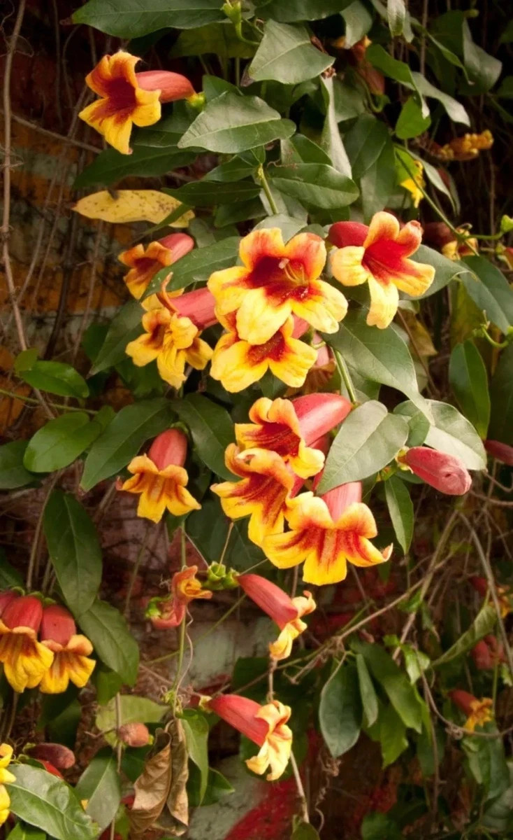 20+ Bignonia Crossvine Seeds BUTTERFLY VINE Flower Pollinators USA