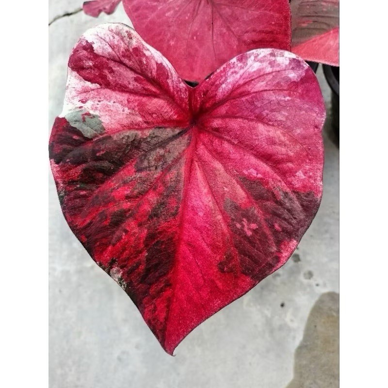 AUTHENTIC Volcano Caladium 1 bulb