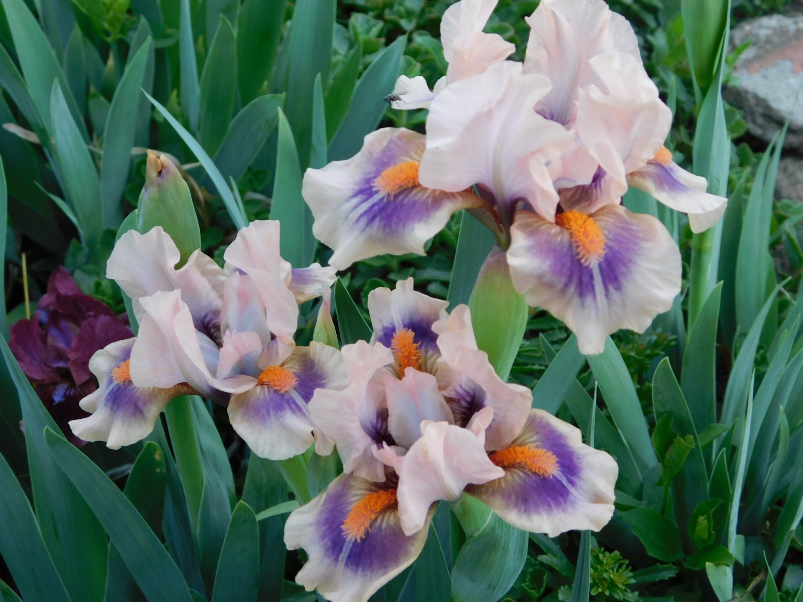 Standard Dwarf Bearded Iris GRAPE MOON LOT OF 2