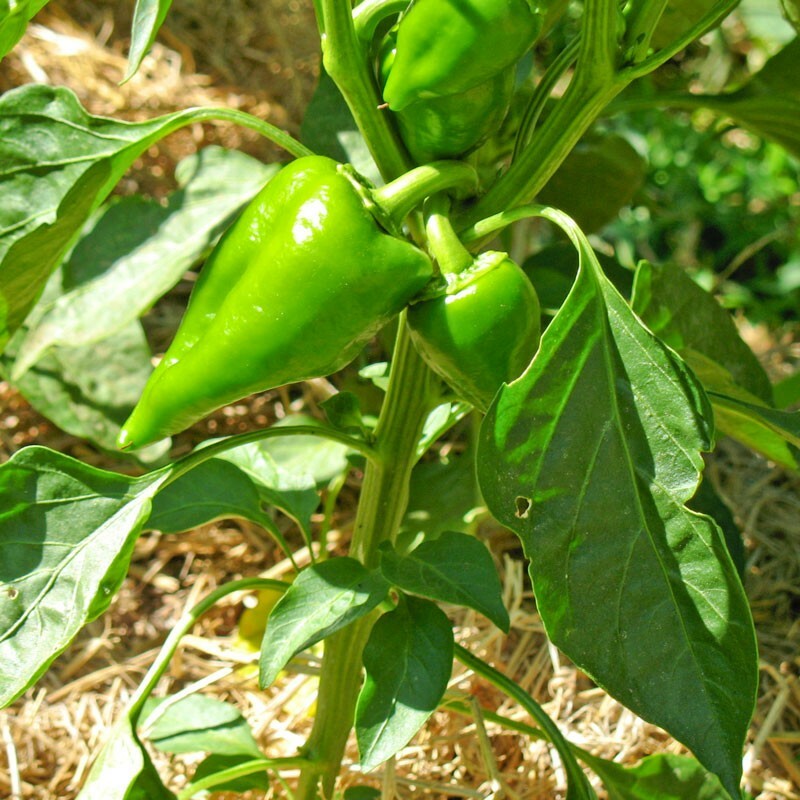 Pimento Pepper Seeds | Non-GMO | Free Shipping | Seed Store | 1019