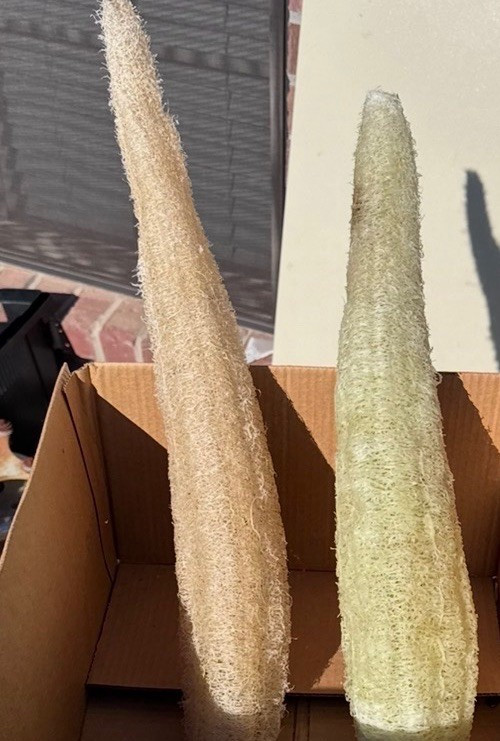 50 Super Long Luffa Gourd Seeds – Non-GMO, Luffa Sponge Gourd Seeds.