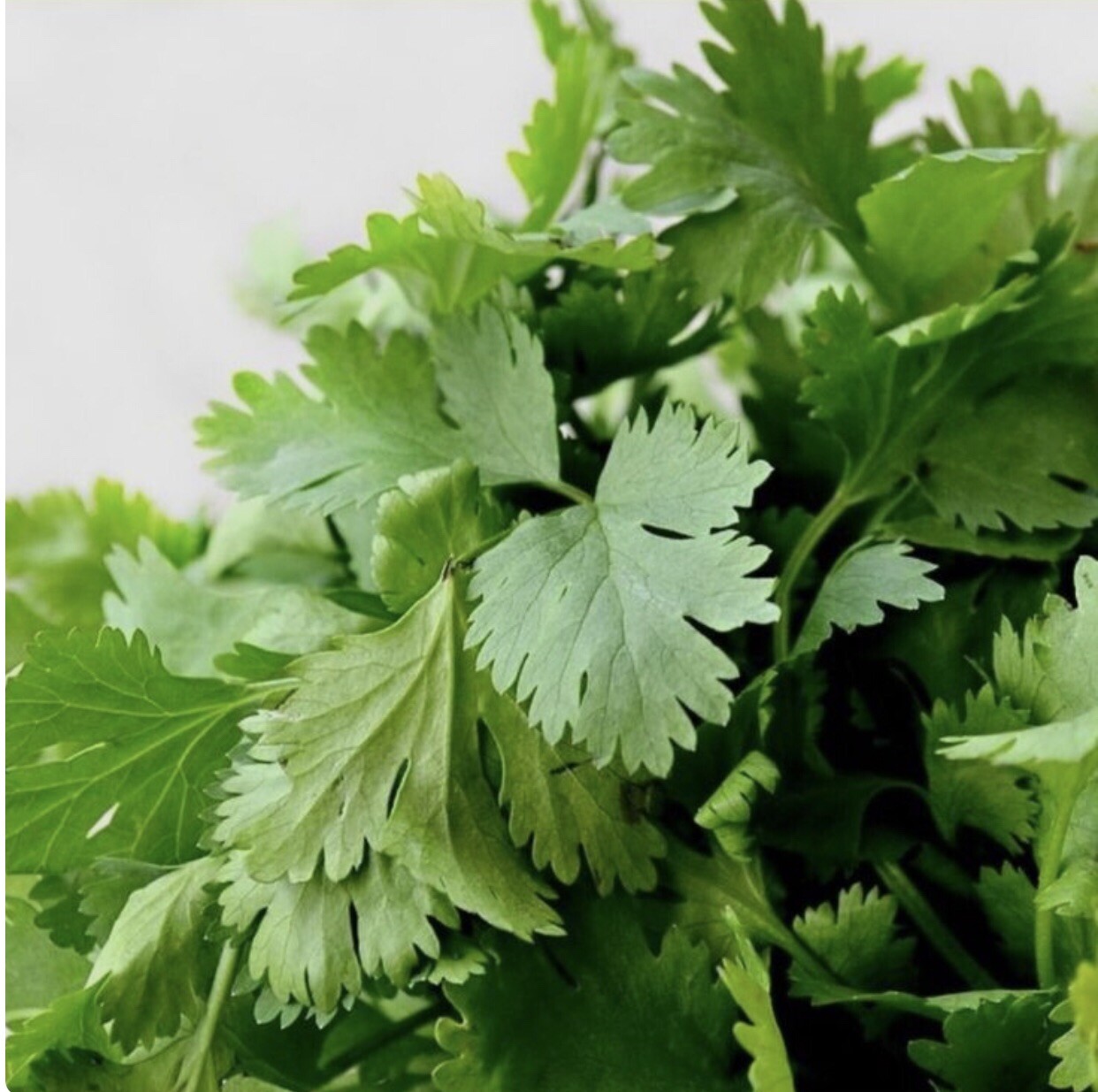 300 Fresh Cilantro/Coriander Seeds NON GMO-Open Pollinated-USA Seller