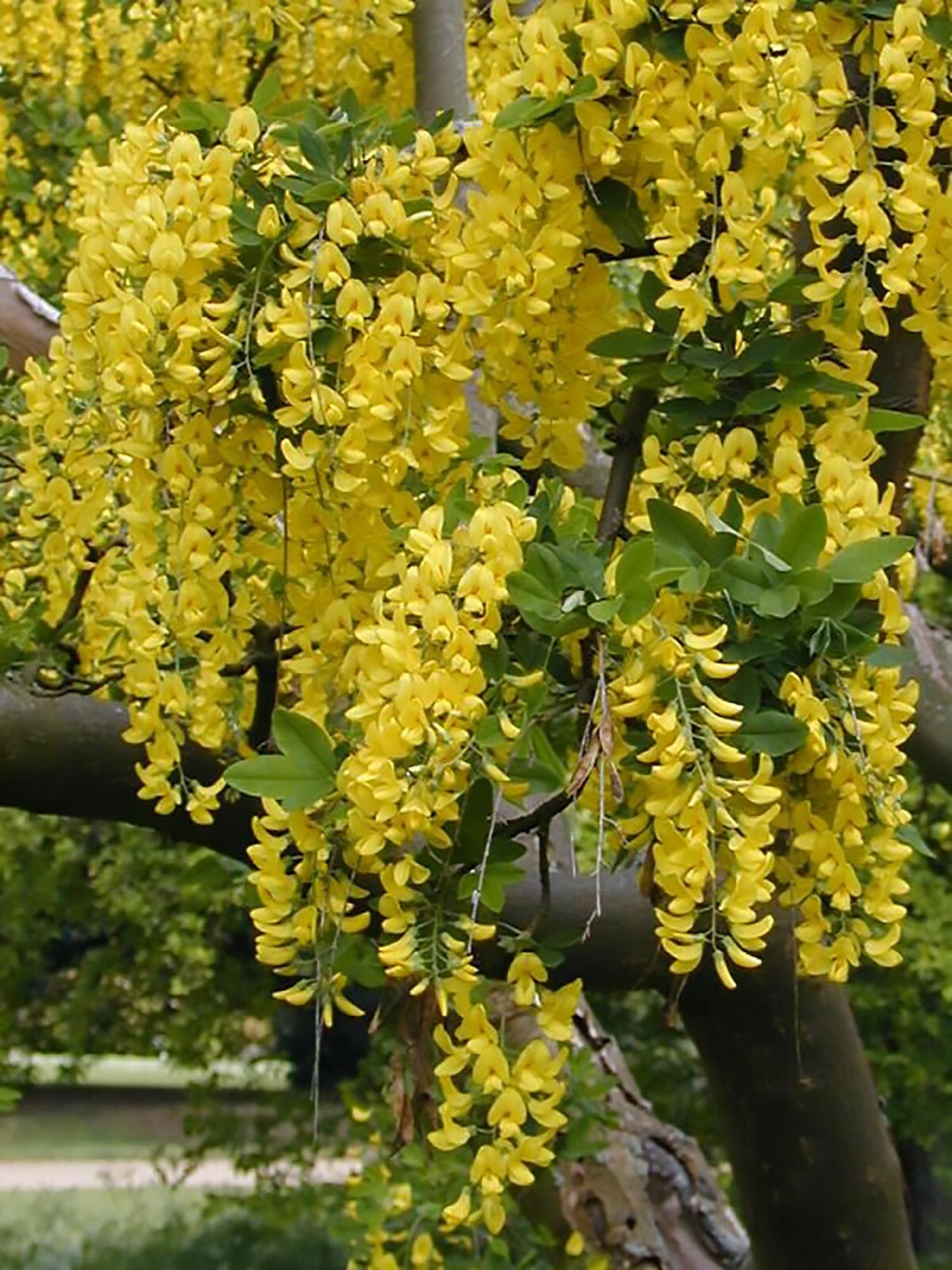 Lovely Golden Chain Tree, Laburnum anagyroides, Seeds (Showy, Hedge, Pergola)