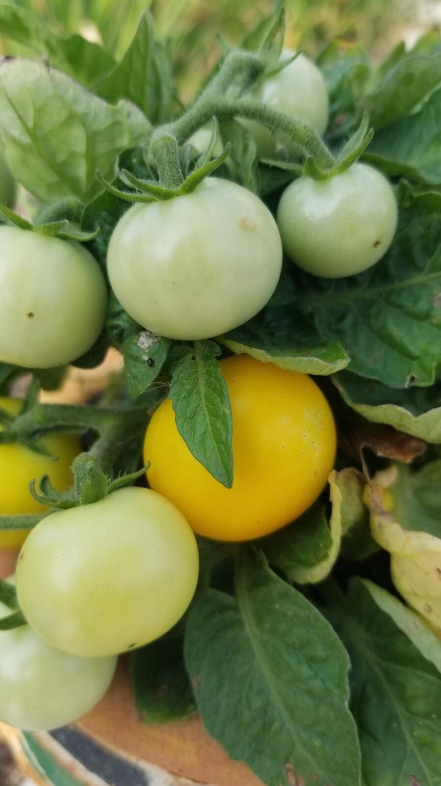 Orange Hat Yellow Dwarf Micro Tomato seeds – Heirloom/ 25 seeds / GMO FREE