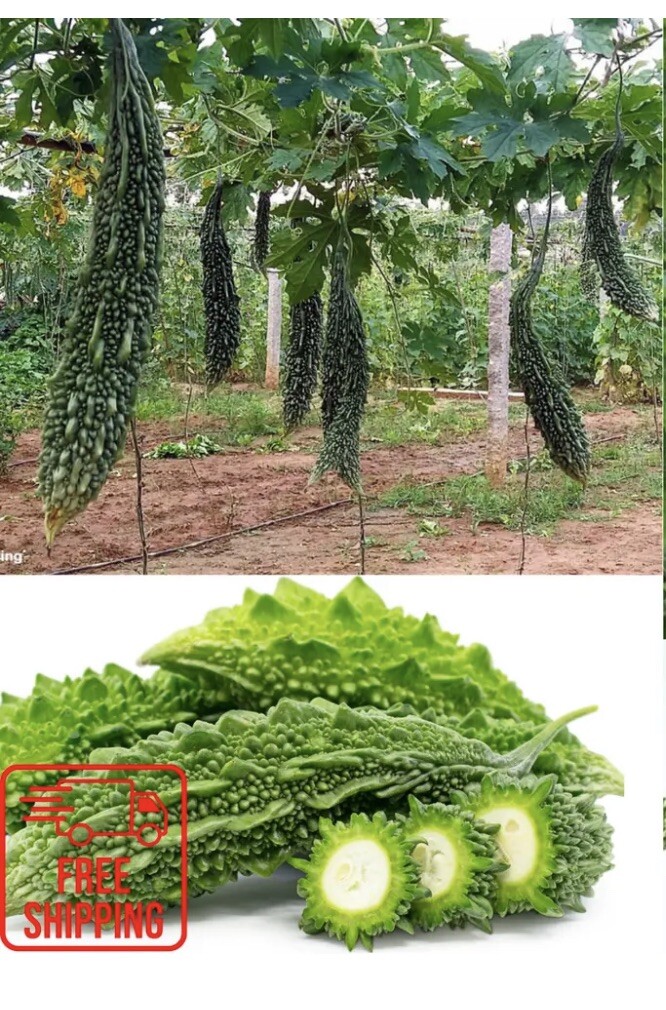 Mixed Green Skin Long + Indian Dark Green Bitter Gourd Ku Gua Khổ Qua 30+ Seeds