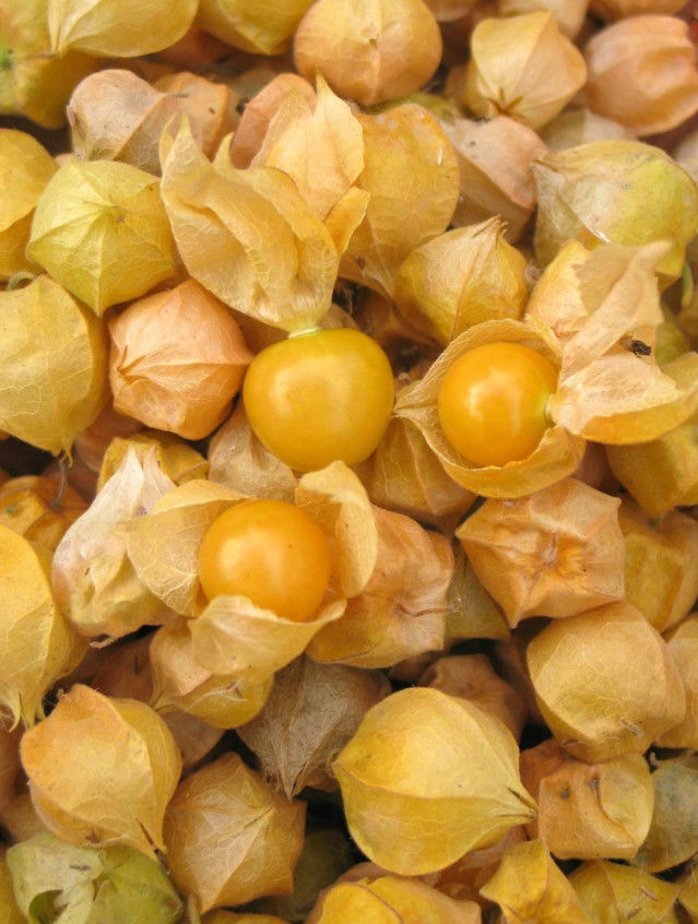 50 Seeds Ground Cherry – Physalis pruinosa – Strawberry Husk Tomato Sweet Fruit