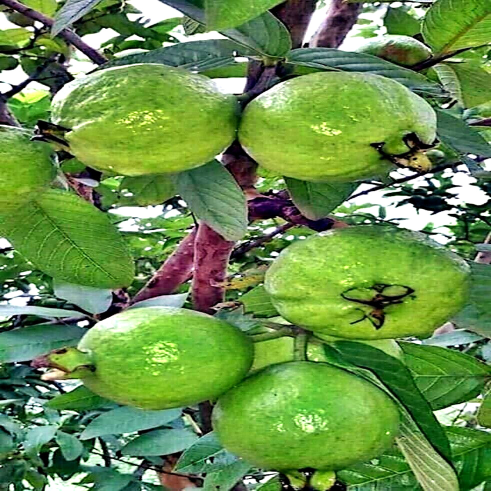 20 Lemon Apple Guava Tree Fruit Seeds ‘Ruby Supreme’ Plant (Psidium guajava)