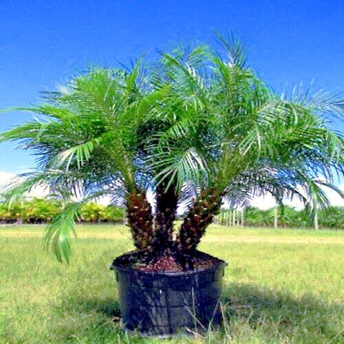 Dwarf Pygmy Date Palm Tree Seeds (Phoenix roebelinii) Great Indoor Houseplant