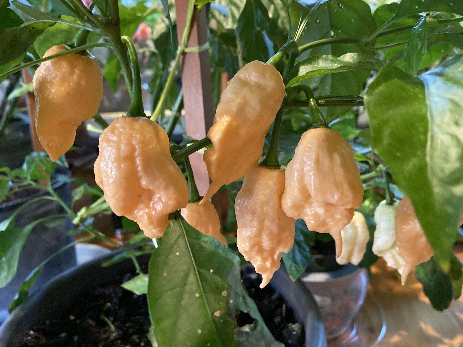 20 Hot Mix Pepper Carolina Reaper Ghost Gochu 7 Pot Scotch Bonnet +More Seeds