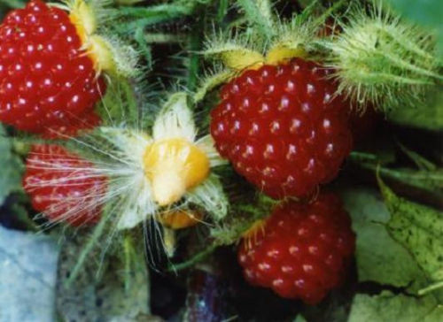 Wineberry ! Rubus phoenicolasius. Live plants, roots wrapped in wet, no leaves