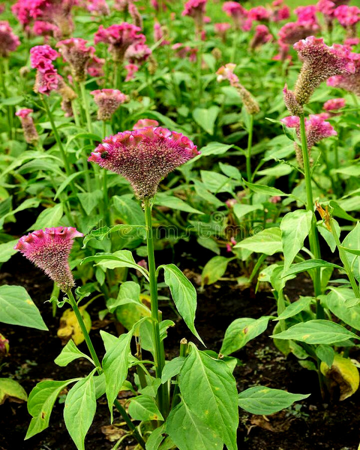 Celosia Cristata Cockscomb Crested Vivid Fuchsia Purple Flower 55 Fresh Seeds