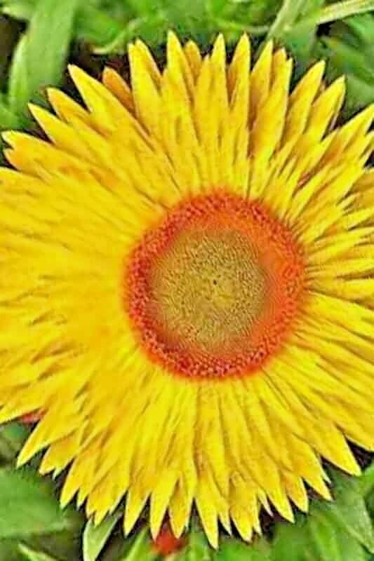 STRAWFLOWER 50 SEEDS SPRING MIX DAISY PERENNIAL RARE DROUGHT HEAT TOLERANT USA
