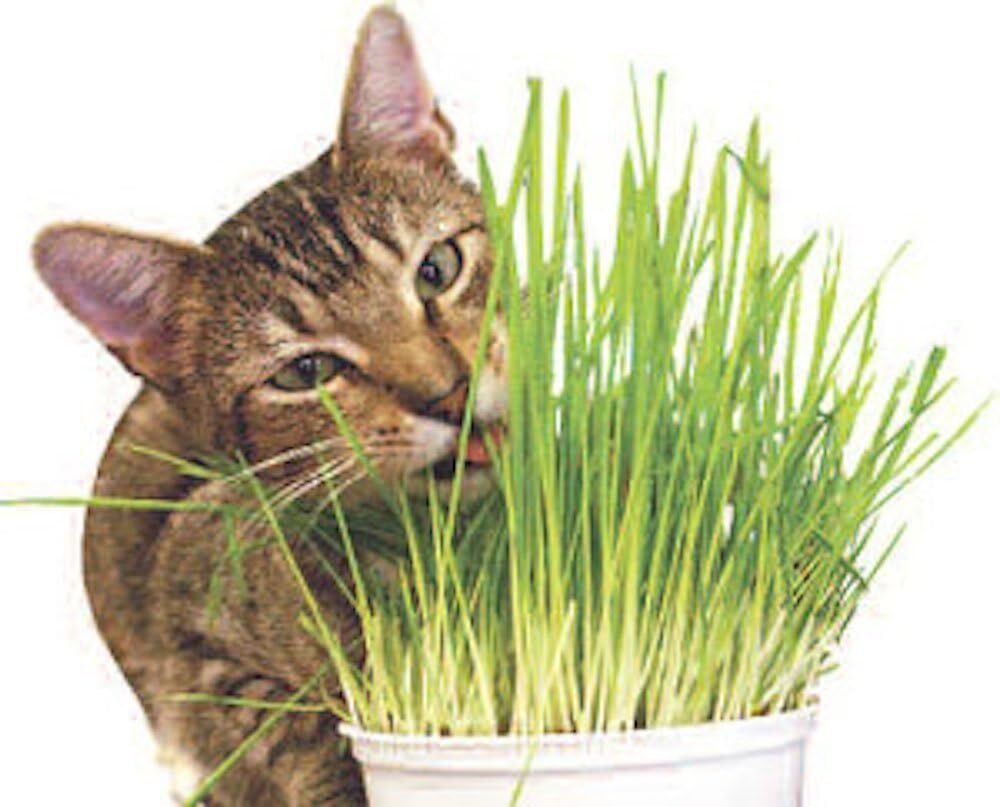 1 Pound of Cat Grass Wheatgrass Seeds Non GMO Sprouting Nutritious Health to Eat