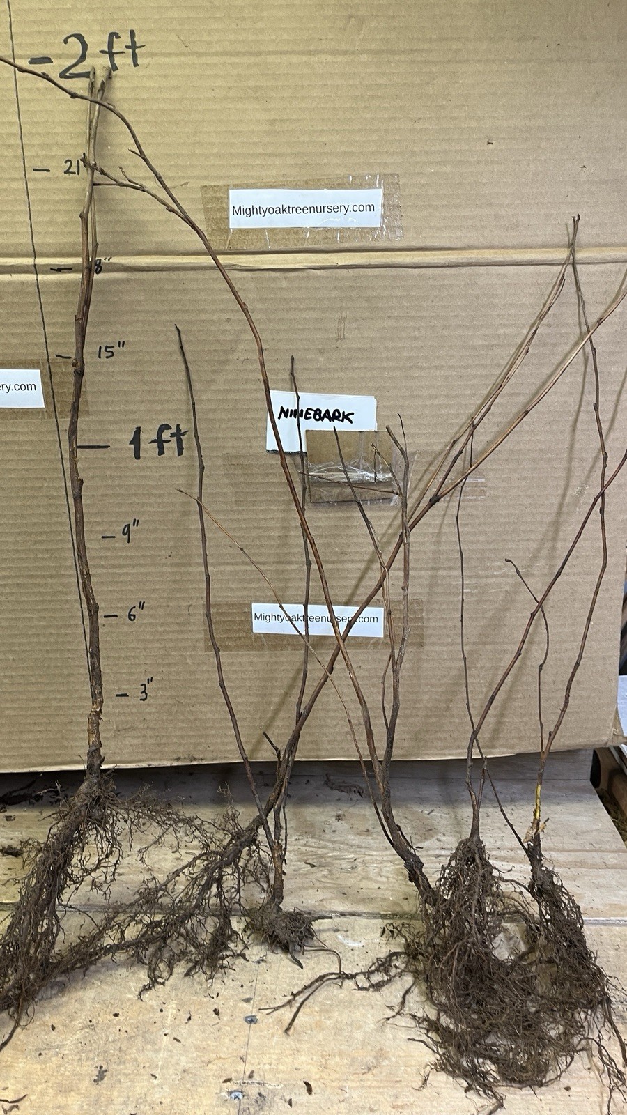12-14″ tall Ninebark Physocarpus opulifolius 1-2 year old plant