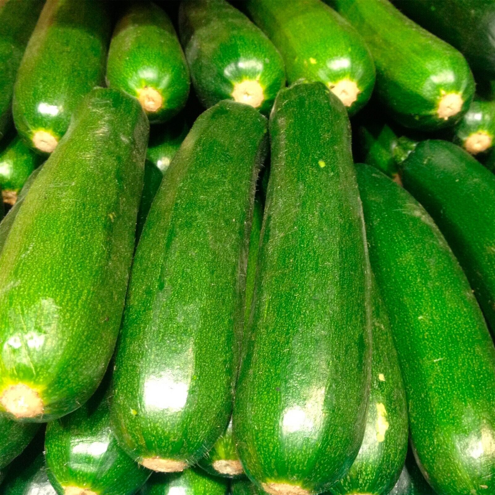 25+ Muncher Cucumber Seeds Non-GMO / Heirloom / Vegetable BTGO 75% OFF