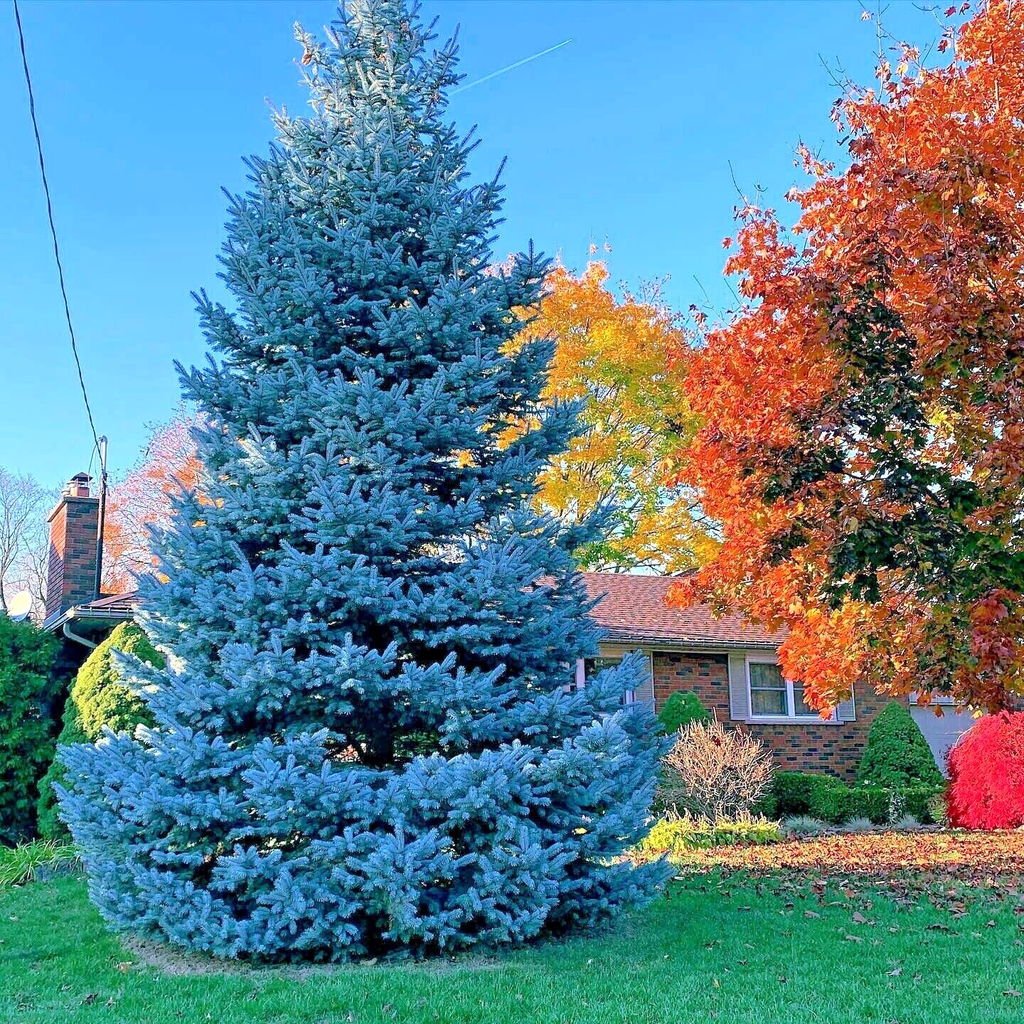COLORADO BLUE SPRUCE TREE SEEDS (Picea pungens) “Glauca” Cold Hardy Bonsai Plant