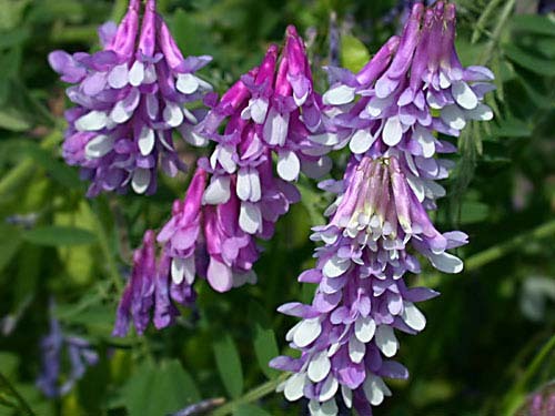 Hairy Vetch Seeds for Wildlife Food Plots & Cover Crop 1/4 pound