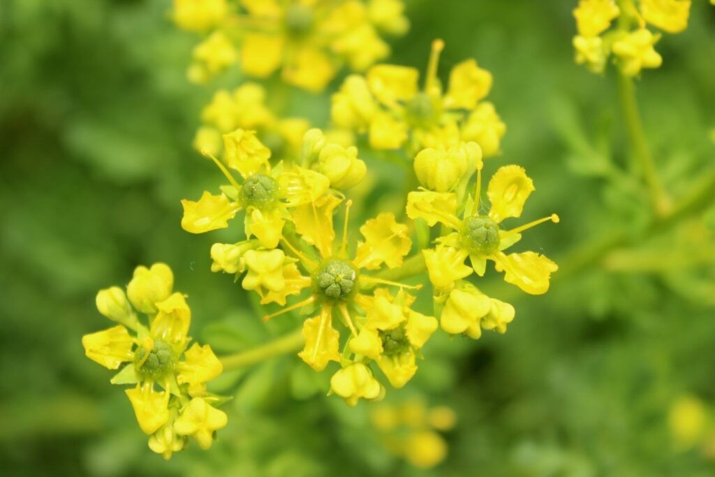 100+ Common Rue (Ruta graveolens) Seeds, NON – GMO, Medicinal Herb, perennial