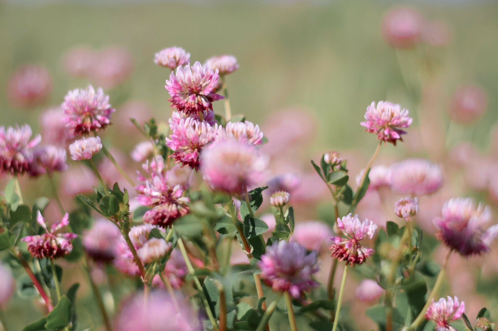3,500+ MEDICINAL SEEDS: Alsike Pink Clover Herb Flower EASY, BULK, FREE SHIPPING