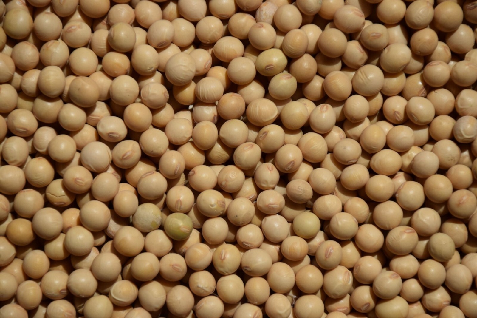 5lb Bag Forage Soybean Seeds Deer Turkey Duck Pheasant Rabbits NON GMO Seed NEW