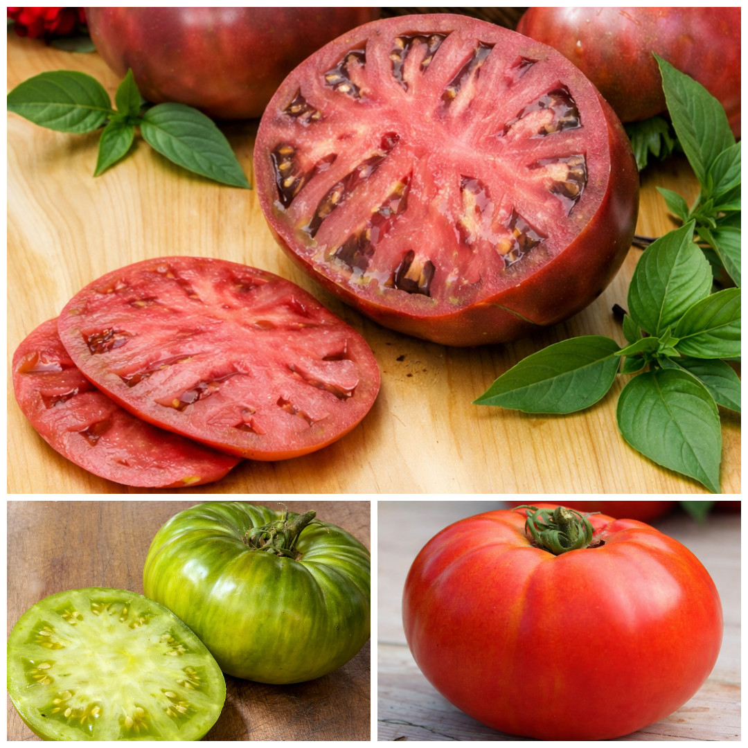 200 Seed Cherokee Tomato Seed Mix – Purple Green & Red 3 Amazing Heirlooms