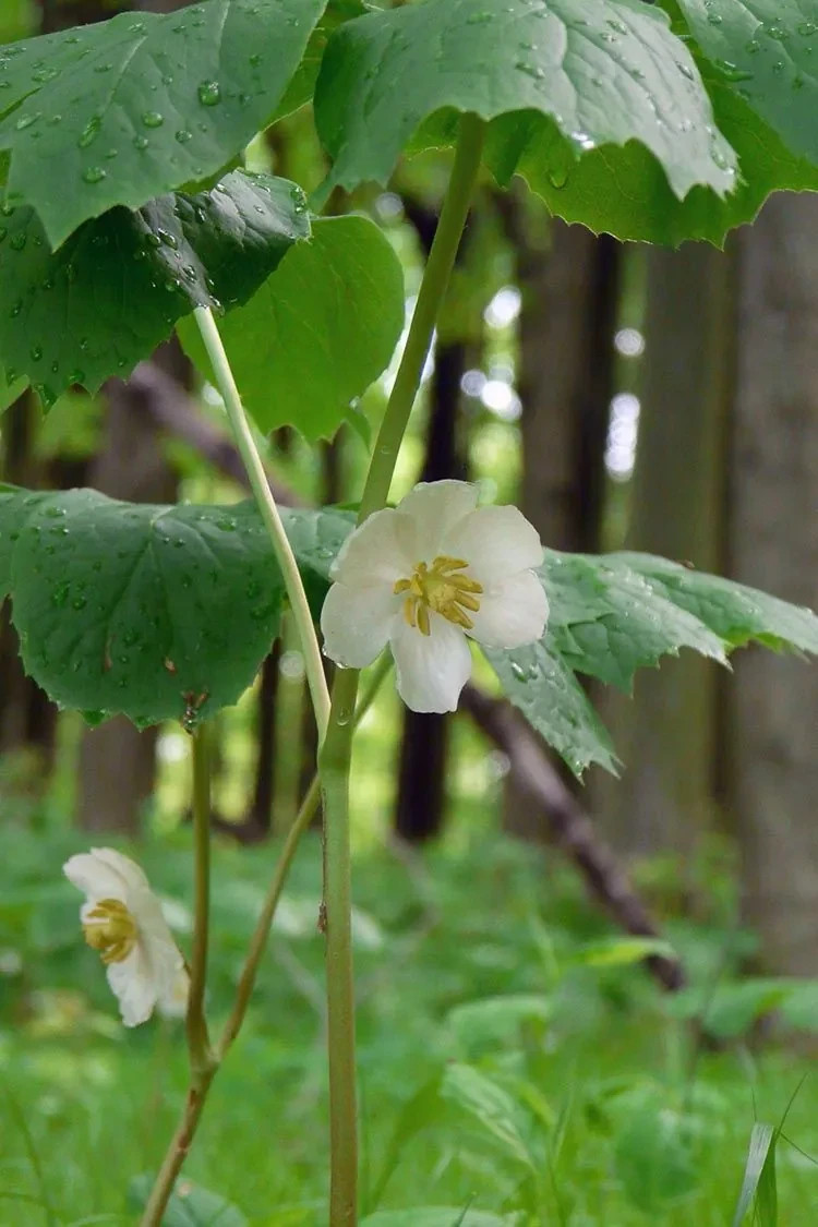 Mayapple Rhizomes Bare Root