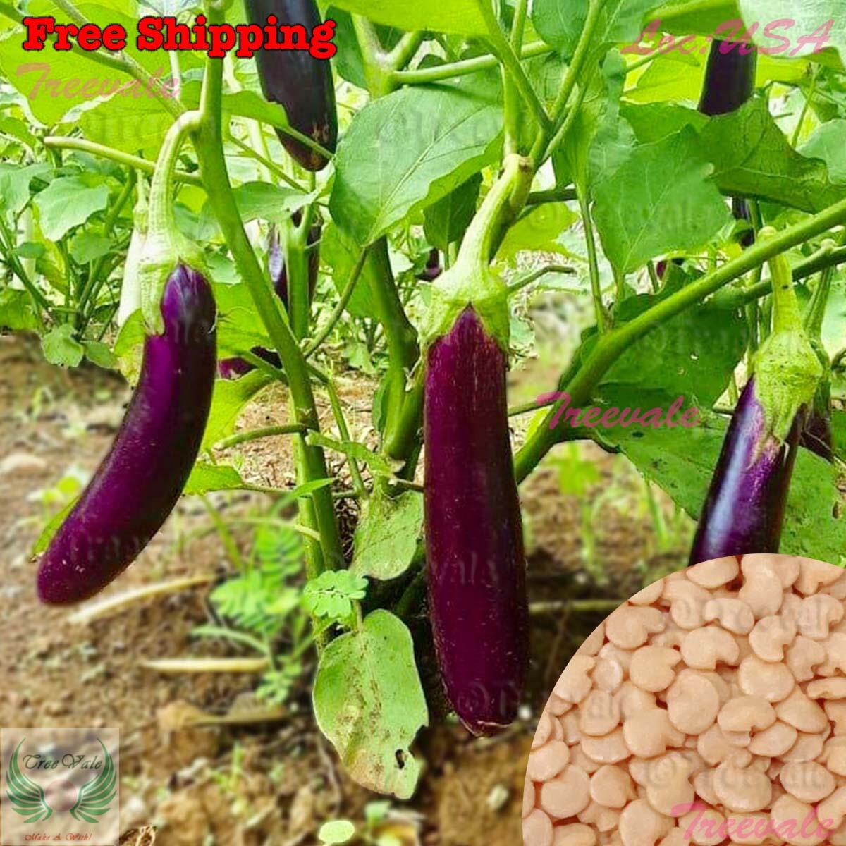 Chinese Eggplant, Purple Shine, Long Purple Eggplant, Aubergine Vegetable SEEDS