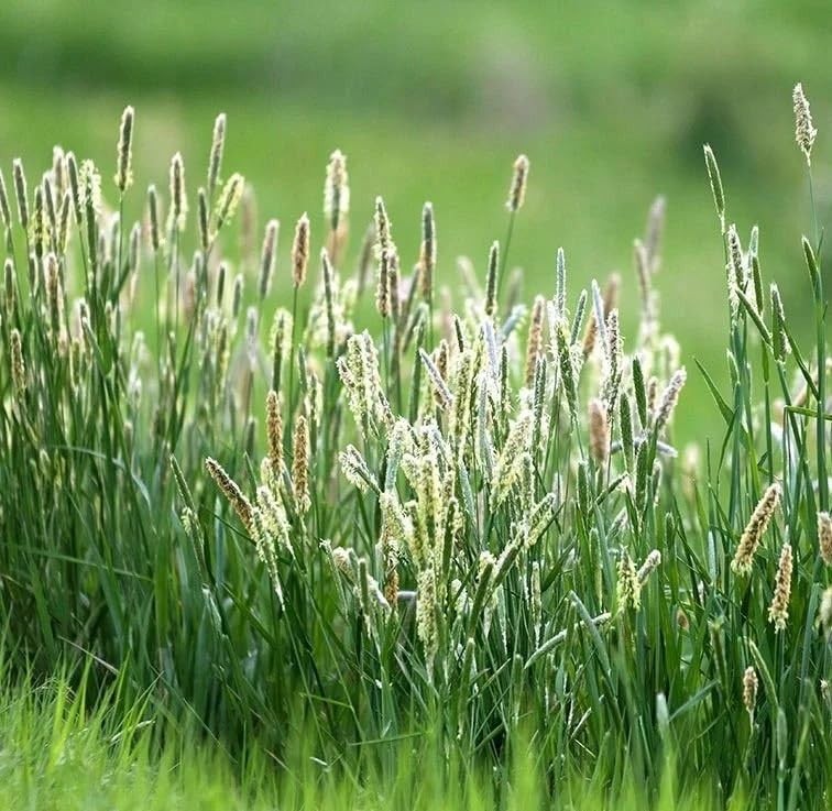 Climax Timothy Grass Seeds, 5 Pounds Pack by
