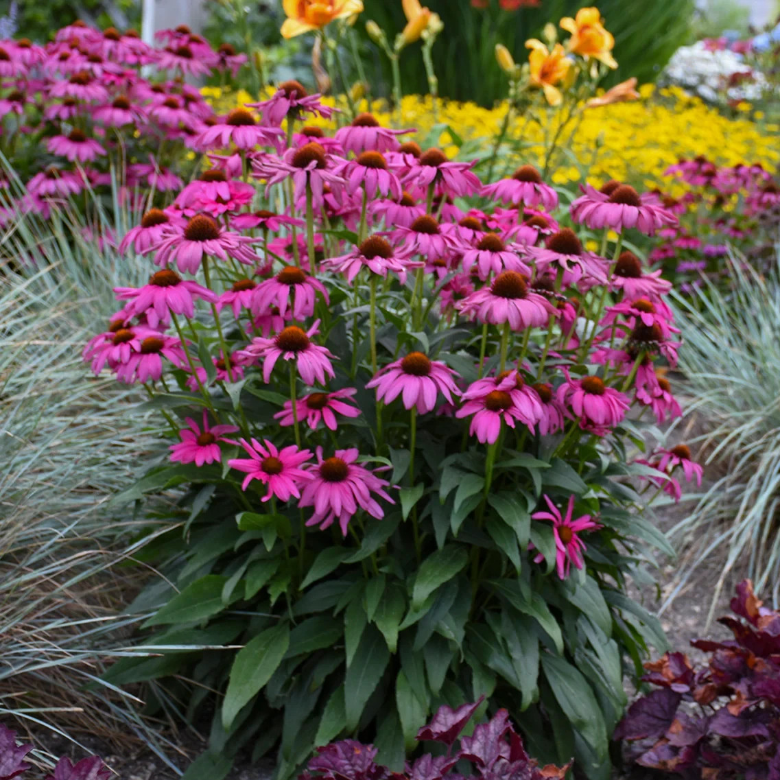 Purple Coneflower Seeds / Flowers