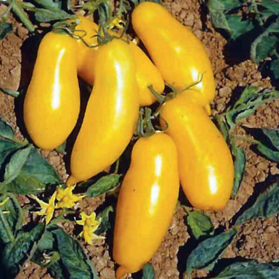 Banana Legs Tomato Seeds, NON-GMO, Determinate, Pasting or Slicing, FREE SHIP