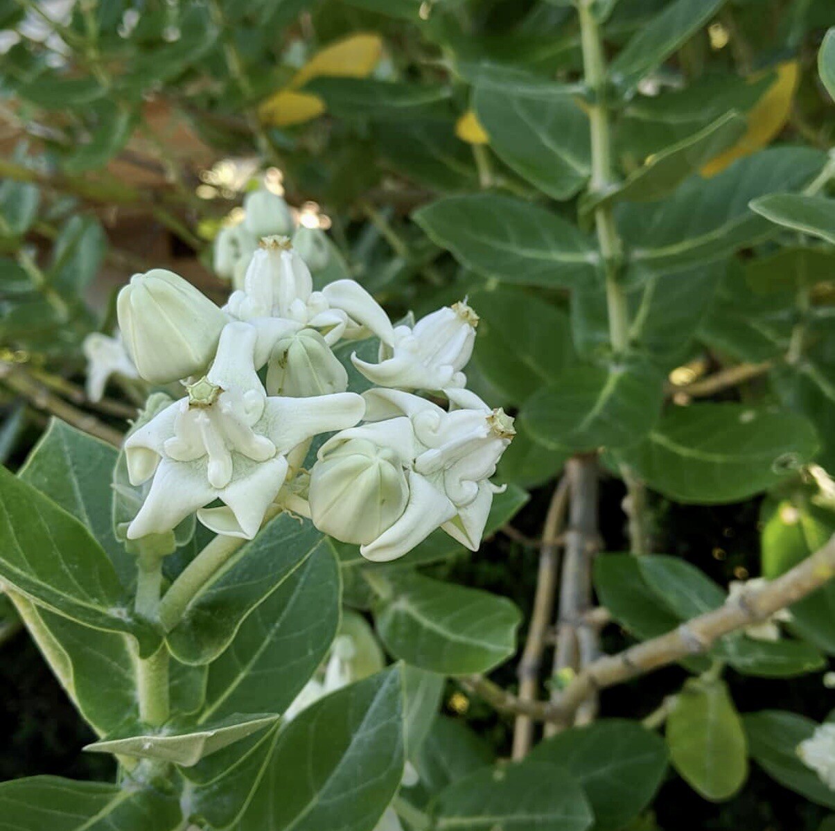 10 Seeds White Calotropis Gigantea Crown Flower Giant Milkweed Monarch Bees
